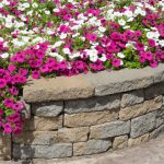 petunya-taş-duvar